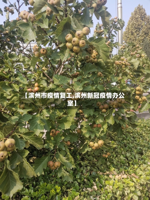 【滨州市疫情复工,滨州新冠疫情办公室】-第3张图片