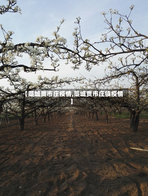 【藁城贾市庄疫情,藁城贾市庄镇疫情】-第1张图片