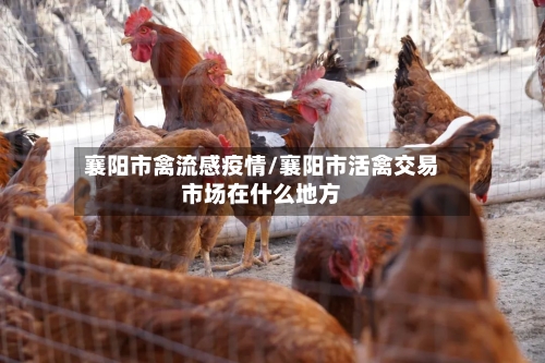 襄阳市禽流感疫情/襄阳市活禽交易市场在什么地方-第1张图片