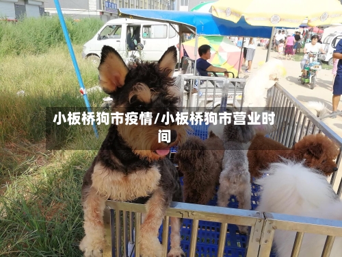 小板桥狗市疫情/小板桥狗市营业时间-第1张图片
