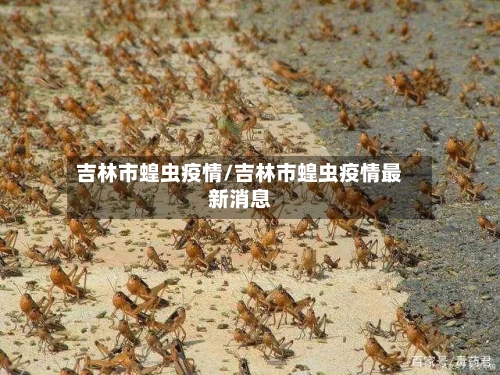吉林市蝗虫疫情/吉林市蝗虫疫情最新消息-第1张图片